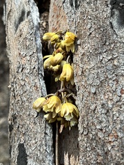 Erythrorchis cassythoides