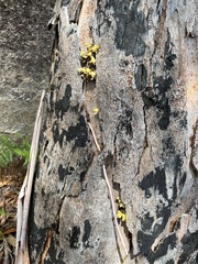 Erythrorchis cassythoides