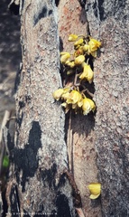 Erythrorchis cassythoides