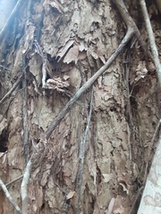 Melaleuca leucadendra