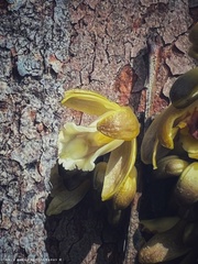 Erythrorchis cassythoides