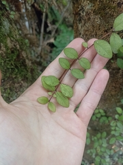 Metrosideros fulgens
