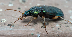 Chlaenius