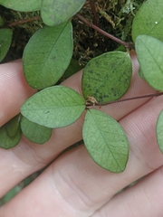 Metrosideros fulgens