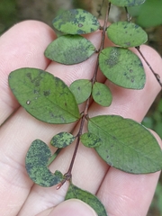 Metrosideros fulgens