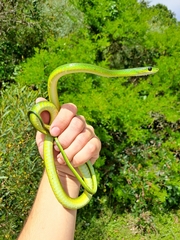 Philothamnus occidentalis