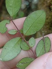 Metrosideros fulgens