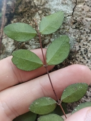 Metrosideros fulgens