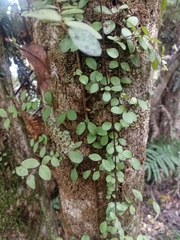 Metrosideros fulgens