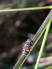 Paragus