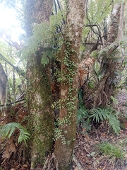 Metrosideros fulgens