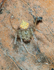 Araneus circulissparsus