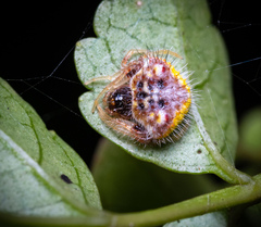 Poecilopachys australasia