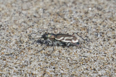 Cicindela bellissima