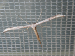 Pterophoridae