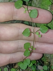 Stellaria parviflora
