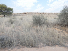 Centropodia glauca