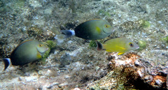 Acanthurus xanthopterus