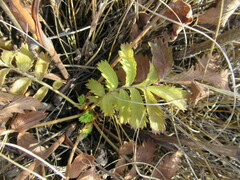 Potentilla longifolia