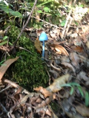 Entoloma hochstetteri