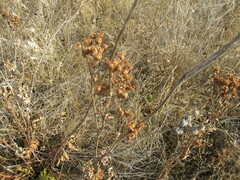 Potentilla longifolia