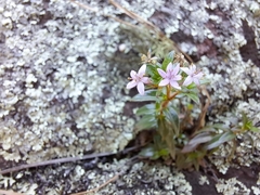 Otiophora calycophylla