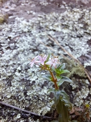 Otiophora calycophylla