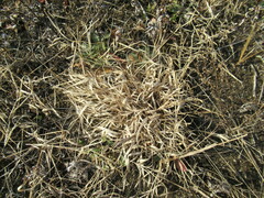 Cleistogenes squarrosa