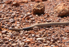 Pseudonaja aspidorhyncha