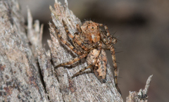 Oxyopes