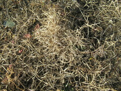 Cleistogenes squarrosa