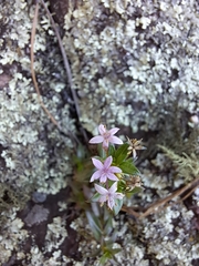 Otiophora calycophylla