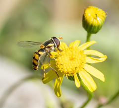 Simosyrphus grandicornis