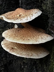 Pholiota squarrosa