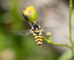 Simosyrphus grandicornis