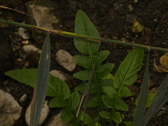 Rorippa amphibia