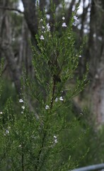 Prostanthera nivea