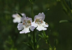 Prostanthera nivea