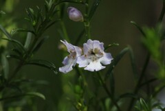 Prostanthera nivea