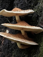 Pholiota squarrosa