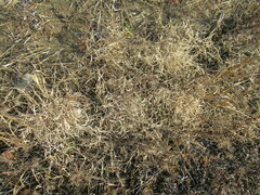 Cleistogenes squarrosa