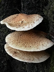 Pholiota squarrosa