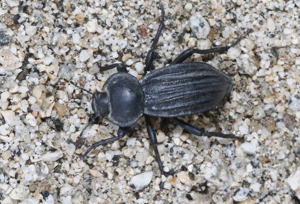 Stenomorpha lecontei