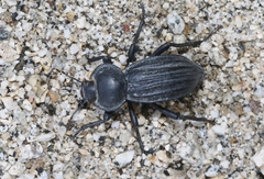 Stenomorpha costipennis