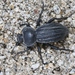 Stenomorpha costipennis - Photo (c) James Bailey, some rights reserved (CC BY-NC), uploaded by James Bailey