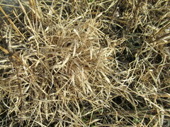 Cleistogenes squarrosa