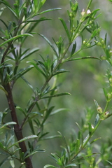 Prostanthera nivea