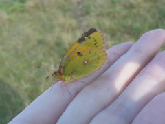 Colias croceus