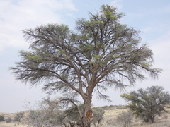 Vachellia erioloba