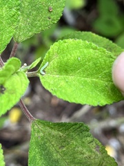 Udea stellata
